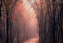 3377体育NBA：亚冠精英联赛：上海海港止步.